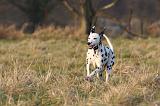 DALMATIEN 447